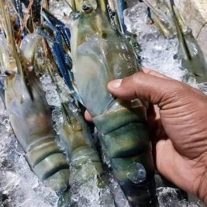 ৫ কেজি নদীর ডিমওয়ালা তরকারি চিংড়ি