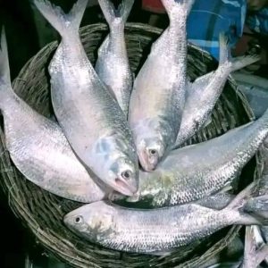 ৬ পিস মাছে ৫ কেজি
